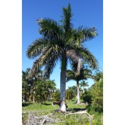 Royal Palm